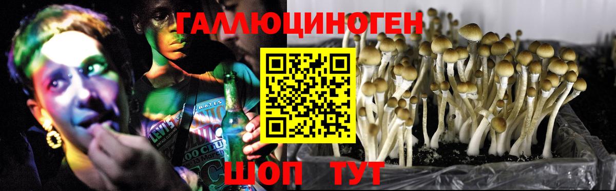 Холмск  где продают   Вход с VPN  Псилоцибиновые грибы Magic Shrooms 